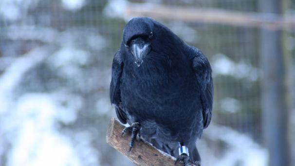 <p>Raben sind gewiefte Tiere.</p>