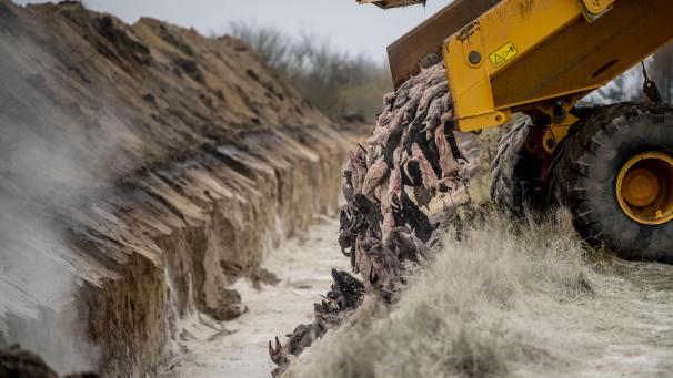 <p>Geschlachtete Nerze werden in einem Graben entsorgt. In Dänemark waren Millionen Tiere getötet worden, weil das Virus mutiert war.</p>