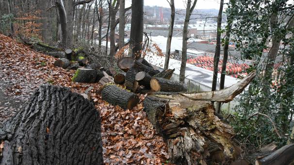 <p>Der Waldbestand im Waisenbusch ist überaltert und muss laut Forstexperten gefällt werden.</p>