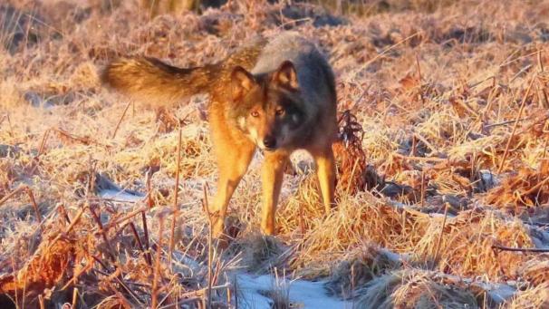 <p>Diese Aufnahme von Akela wurde im Februar im Hohen Venn gemacht.</p>
