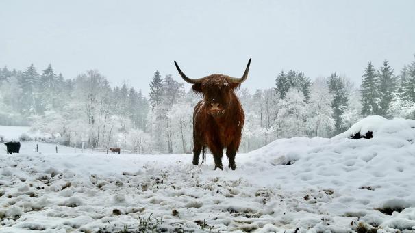 <p>Ein tierisches Bild aus Hergenrath: Ein GE-Leser, der auf Facebook unter dem Namen „Scherus Händus“ aktiv ist, hat diesen Heiländer nahe der Hammerbrücke im Schnee in Szene gesetzt.</p>