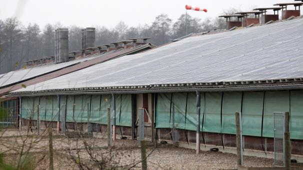 <p>In Belgien herrscht weiter eine Stallpflicht für Geflügel und in Gefangenschaft gehaltenen Vögeln.</p>