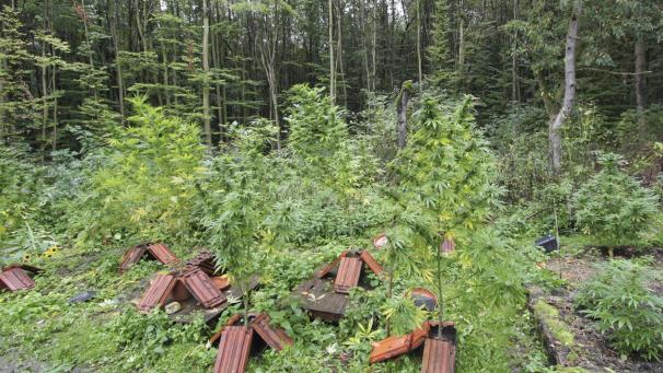 <p>Die Angeklagte hatte Cannabis für den Eigenkonsum angebaut.</p>
