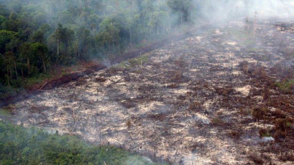 <p>Das Handout von Greenpeace zeigt illegale Brandrodung eines Waldstücks in Riau, einer indonesischen Provinz auf der Insel Sumatra.</p>