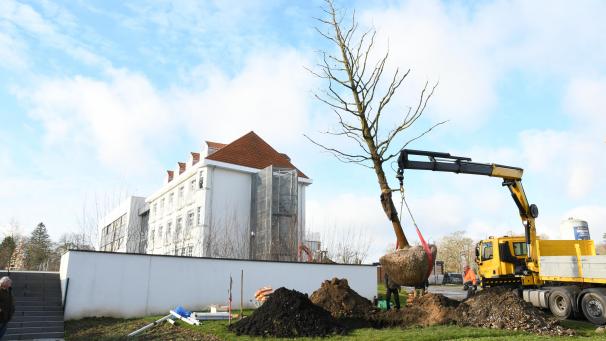 <p>Eine Traubeneiche hat nun den Platz des einstigen Baumriesen eingenommen.</p>