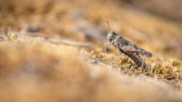 <p>Sie verputzen gnadenlos die Ernte der Bauern und der Bevölkerung: In Afrika werden Heuschreckenplagen zu einer Nahrungskatastrophe für Millionen von Menschen.</p>