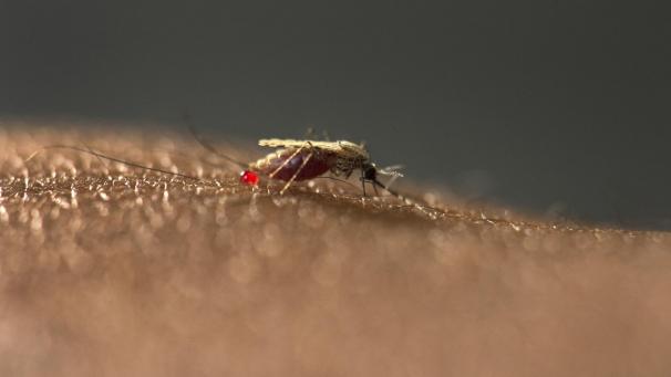 <p>Das Handout zeigt einen Moskito Anopheles stephensi. Eine neue Mücken-Art könnte Forschern zufolge zu einem Anstieg von Malaria in afrikanischen Städten führen.</p>