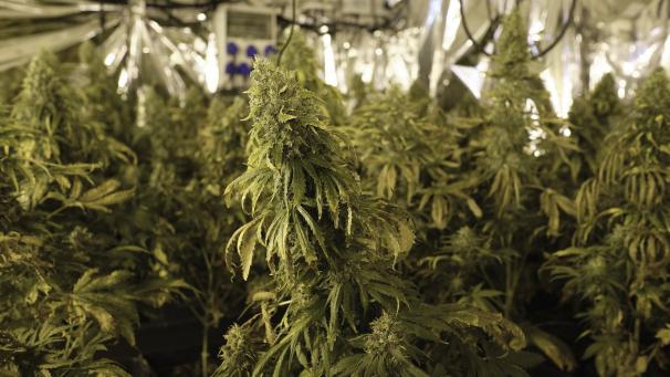 <p>Als die Polizei das Haus in Oudler durchsuchte, stieß sie auf 324 Cannabisplanzen.</p>