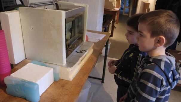 <p>„Das sollen mal Fische werden?“: In den nächsten Wochen werden die Schüler aller Altersklassen die Entwicklung der Lachse verfolgen und kontrollieren.</p>