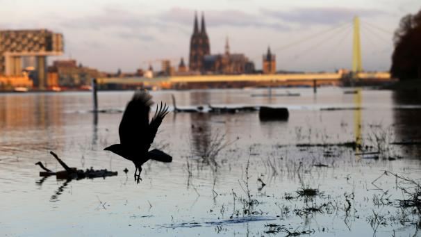 <p>Eine Krähe fliegt am Morgen bei Hochwasser am Rheinufer.</p>