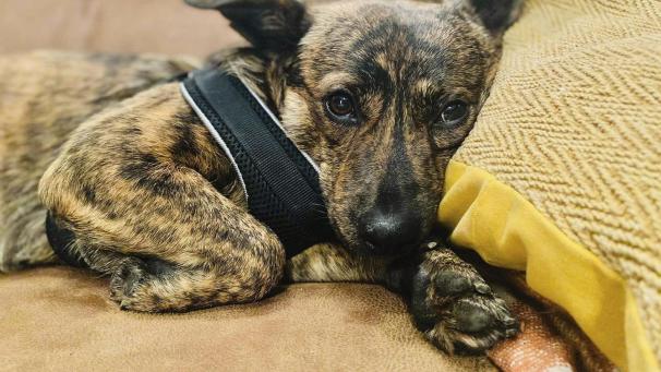 <p>Lexie ist vor 10 Tagen im Venn entlaufen. Er soll nun mithilfe einer Falle gesichert werden.</p>