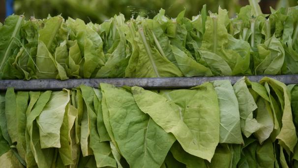 <p>Tabakblätter der Sorte „Virginia“ hängen auf einer Metallstange.</p>