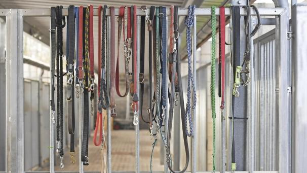 <p>Die Tierheime in der DG – hier eine Aufnahme aus dem in Eupen – waren Thema im Parlament der DG.</p>