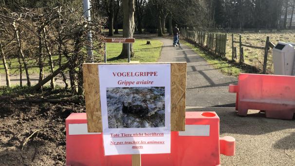 <p>20 verendete Stare sind am Klinkeshöfchen gefunden worden.</p>