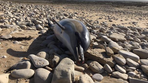 <p>Ein toter Delfine liegt am Strand.</p>