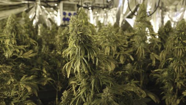 <p>Als die Polizei das Haus in Oudler auf den Kopf stellte, stieß sie auf insgesamt 324 Cannabispflanzen.</p>