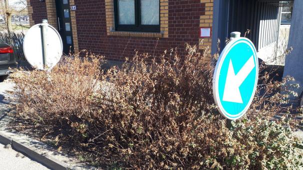 <p>Zwischen den Sträuchern stand vor wenigen Tagen noch eine frisch gepflanzte Hainbuche.</p>