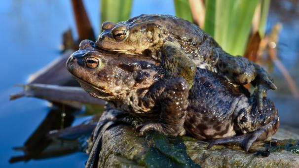 <p>Amphibien wird die Überquerung der Stestertstraße in Raeren künftig erleichtert.</p>