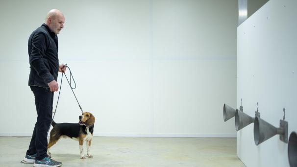 <p>Hund Sammy während eines Pressetermins zur Ausbildung von Covid-19-Spürhunden in Bredene. Der belgische Fußballverein KV Oostende und die „Pro League“ unterstützten das Projekt.</p>