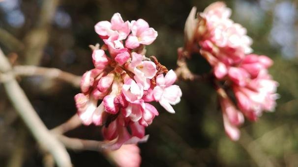 <p>Endlich ein Hauch von Frühling: De Croo &amp; Co liefern endlich Perspektiven.</p>