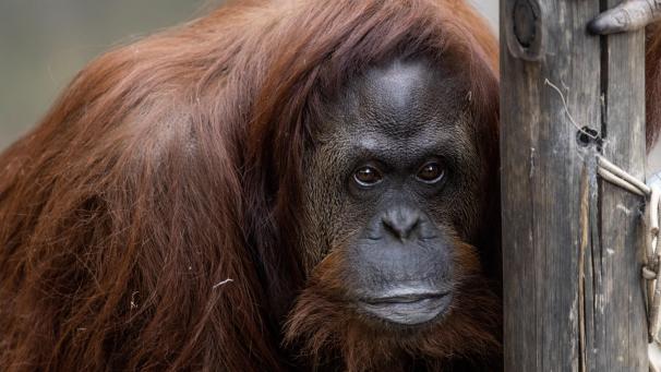 <p>Auf diesem vom Ökopark Buenos Aires zur Verfügung gestellten Bild ist „Sandra“, ein Orang-Utan-Weibchen, zu sehen.</p>