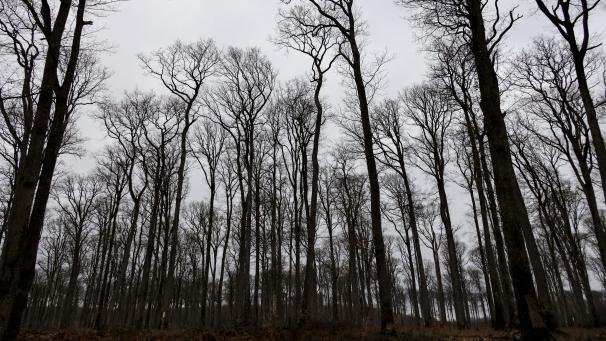 <p>Ein Blick in den Wald von Bercé</p>