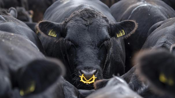 <p>Auf der „Karim Allah“ waren 900 Rinder eingesperrt.</p>