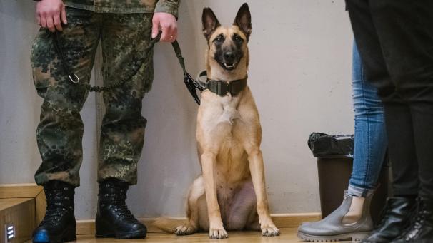 <p>Malinois könne man „mit Zehnkämpfern vergleichen, die in allen Sparten zu Hause sind“, erklärte ein Polizist am Dienstagmorgen im flämischen Rundfunk.</p>