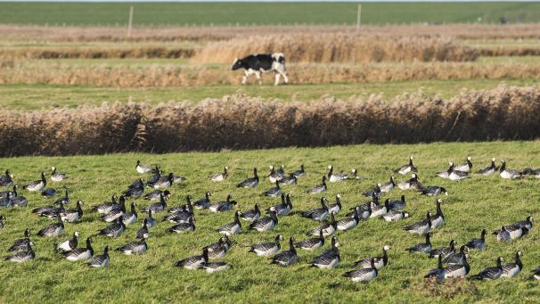 <p>Die Geflügelpest ist eine für Hühner, Puten und andere Vögel (hier Weißwangengänse) hochansteckende Tierseuche.</p>
