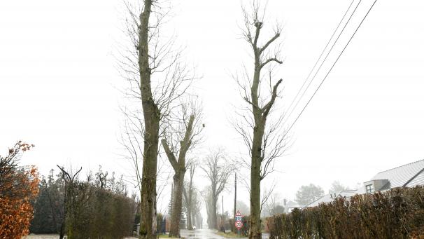 <p>Blick auf die Hochstraße: Zahlreiche Bäume weisen laut einem Gutachten einen „bedenklichen Gesundheitszustand“ auf und werden gefällt. Ersatzpflanzungen werden jedoch vorgesehen.</p>