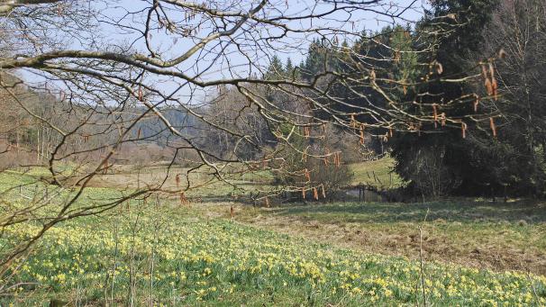 <p>Die Verantwortlichen aus Büllingen, Monschau und Hellenthal appellieren gemeinsam an die Vernunft der Menschen, sich beim Besuch der Narzissenwiesen (hier das Holzwarchetal) an die Naturschutz- und Corona-Regeln zu halten.</p>