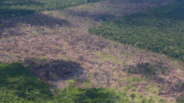 <p>Luftblick auf abgeholzte Fläche des Amazonas. Die Zerstörung im brasilianischen Amazonas-Gebiet nimmt im Schatten der Covid-19-Pandemie dramatisch zu.</p>