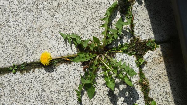 <p>Mit dem Frühling erwacht auch eine Menge Unkraut aus dem Winterschlaf.</p>