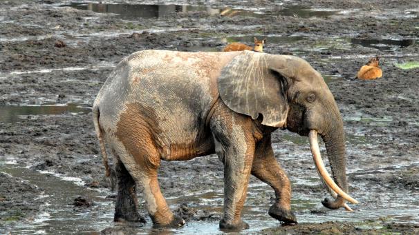 <p>Ist vom Aussterben bedroht: der afrikanische Waldelefant.</p>