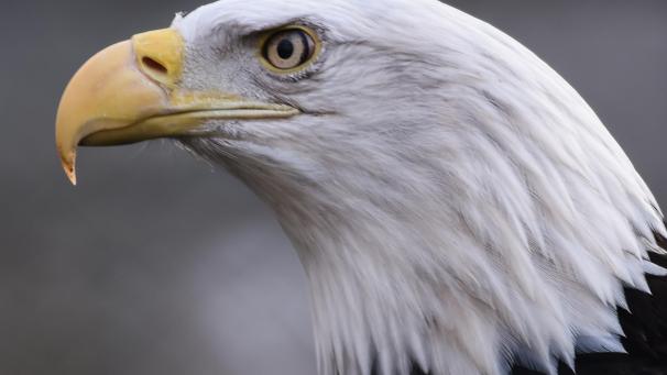 <p>Der Weißkopfseeadler ist ein großer Greifvogel aus der Familie der Accipitridae.</p>