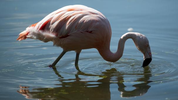 <p>Unbekannte hatten ein Flamingo in der Nacht zum Sonntag aus dem Tierpark gestohlen.</p>
