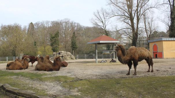 <p>Die „großen Herrschaften“ lassen es gemütlich angehen: Ruhe ist angesagt.</p>