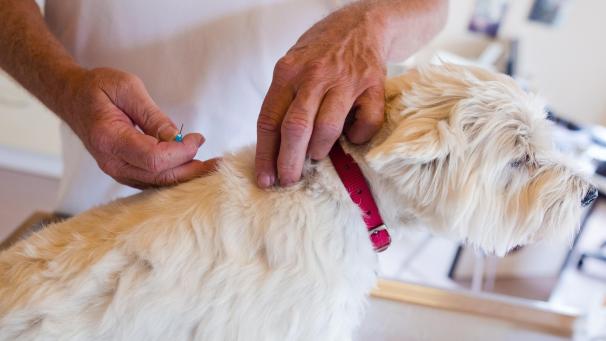 <p>Carnivak-Cov schützt Tiere angeblich zu 100 Prozent vor einer Coronainfektion.</p>