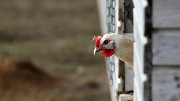 <p>Private Geflügelhalter dürfen ihre Tiere wieder ins Freie lassen.</p>