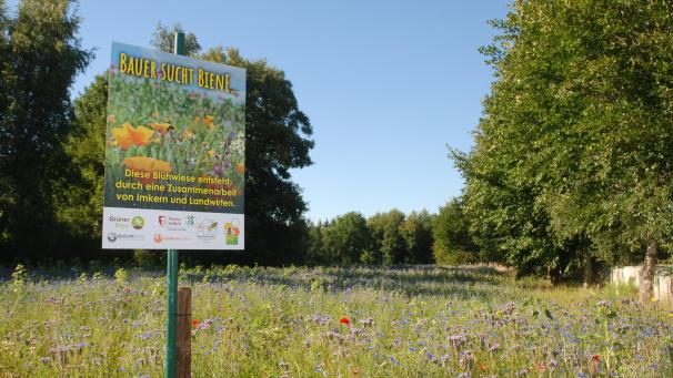 <p>Aus der Aktion „Bauer sucht Biene“ wird „Ostbelgien blüht“. Der Imkerverein St.Vith und der Grüne Kreis Ostbelgien hoffen, möglichst alle DG-Gemeinden mit ins Boot zu holen.</p>