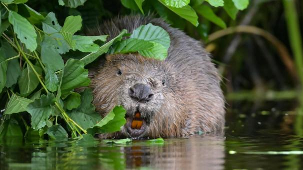 <p>Eine Biber-Familie ist aus dem Lütticher Boverie-Park ins Oleftal in der Gemeinde Bülligen umgezogen.</p>