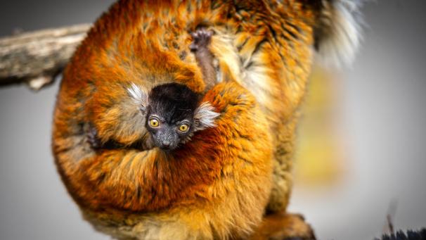 <p>Im Zoo Planckendael hat kürzlich ein kleiner Lemur das Licht der Welt erblickt.</p>