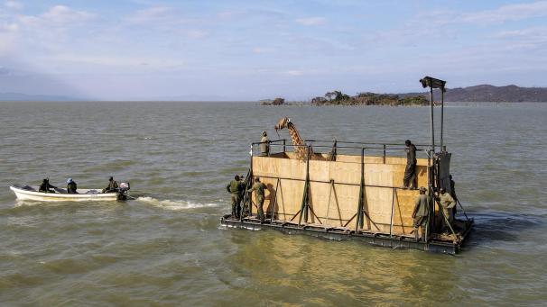 <p>Auf einer eigens gebauten Barke wurde eine Giraffe nach der nächsten in ein rund 18 Quadratkilometer großes Reservat gebracht.</p>