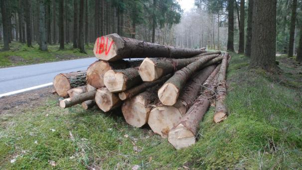 <p>Die weltweit extrem gestiegene Nachfrage nach Holz lässt auch in Ostbelgien den Preis des heimischen Rohstoffs deutlich ansteigen, wie gestern beim Holzverkauf aus den Staatsforsten in Malmedy deutlich wurde.</p>