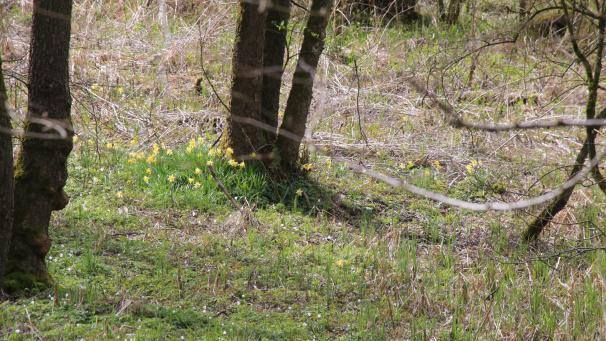 <p>Einige wenige Narzissen blühen noch, doch die Saison neigt sich dem Ende zu.</p>