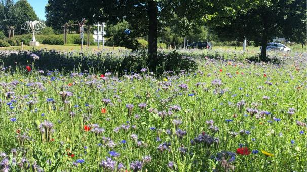 <p>Ein buntes Blumenbeet dient Bienen und vielen anderen Insekten. Längerfristig, aber nicht ganz so bunt stellt sich eine Wildblumen- und Kräuterwiese dar.</p>