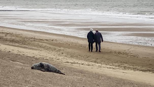 <p>Das Bild entstand Ende März und zeigt eine tote Seerobbe an der belgischen Küste in Knokke.</p>