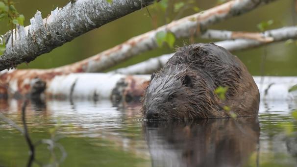 <p>Mitten im Grünen kommt es selten zu Problemen mit Bibern. Dies ist nur im urbanen oder besiedelten Umfeld der Fall. In Ostbelgien gibt es jährlich etwa vier bis fünf Fälle, die dann vor Ort gelöst werden.</p>