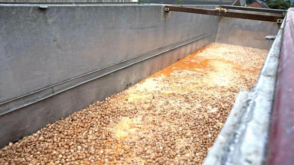 <p>Im Sommer 2017 mussten in Belgien und in den Niederlanden Millionen Hühnereier vernichtet werden, weil in ihnen das Schädlingsbekämpfungsmittel Fipronil entdeckt worden war.</p>