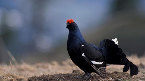 <p>Coronabedingt konnten im vergangenen Jahr keine Umsiedlungen des Birkhuhns von Schweden ins Hohe Venn stattfinden.</p>